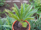 cycas