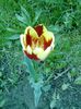 iustin 011
