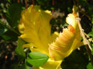 Tulipa Texas Gold (2013, May 06)