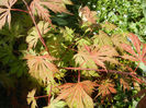 Acer palmatum Ariadne (2013, May 06)