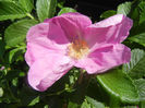 Rosa rugosa (2013, May 06)