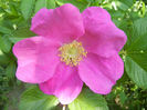 Rosa rugosa (2013, May 06)