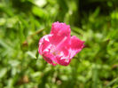 Dianthus Kahori (2013, May 06)