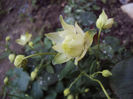 DSC03390