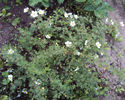 Potentilla