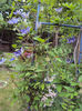 DSC03446