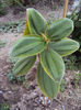 Thibouchina