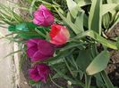 DSCN3005