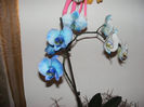 12.Orhideea albastra1