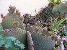 4.Cactusi1