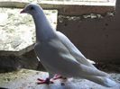 IMG_2462