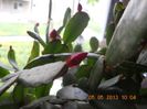 DSCN3044
