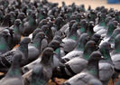 pigeons