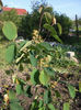 amelanchier-lamarckii-pomul-cu-stafide