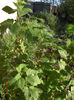 coacazi fructificare
