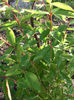 Lonicera kamtschatica