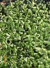 oregano