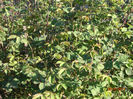 trandafiri dulceata  bobocei