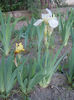 Water Colour( iris barbata nana) si vecinul lui alb