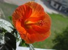hibi Wiki Orange la a doua inflorire