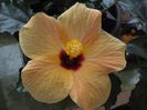 hibi Cairo Apricot