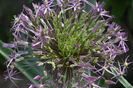 Allium Schubertii