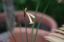 Cyrtanthus