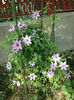 cea mai harnica dintre clematite