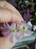 oxalis triangularis