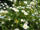 Bellis perennis (2013, May 06)