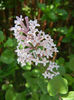 Syringa patula Miss Kim (2013, May 06)