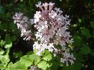 Syringa patula Miss Kim (2013, May 06)