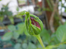 Rose Blaze Superior (2013, May 06)