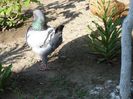 Picture 032