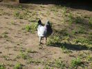 Picture 039