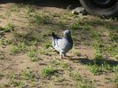 Picture 040