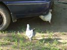 Picture 041