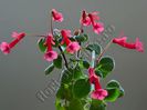Sinningia Gabriel s Horn