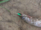 Pike with SanHun lure