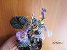 country crocus
