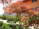 Acer palmatum Bloodgood (2013, May 06)