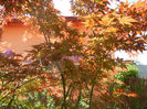 Acer palmatum Bloodgood (2013, May 06)