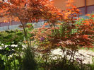 Acer palmatum Bloodgood (2013, May 06)