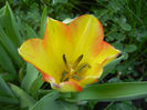 Tulipa Florette (2013, May 07)