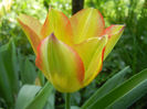 Tulipa Florette (2013, May 07)
