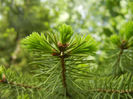 Picea abies_Molid (2012, May 05)