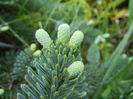 Abies procera Glauca (2013, May 07)