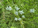 Thuja occidentalis (2013, May 05)