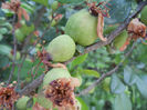 Japanese Quinces_Gutui (2013, May 05)