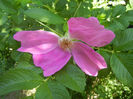 Rosa rugosa (2013, May 07)